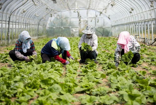 五大兜底收入與農業技術研究 鄉村振興戰略下的農民增收路徑