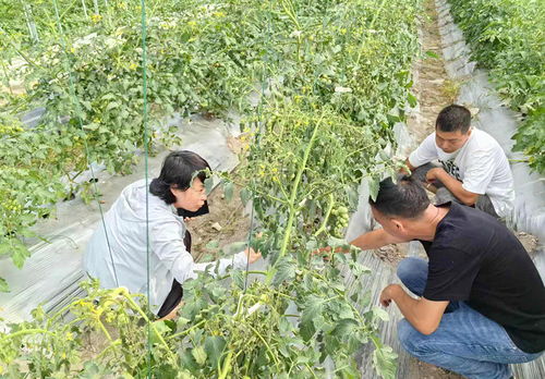 慶元網 農業技術研究助力鄉村振興