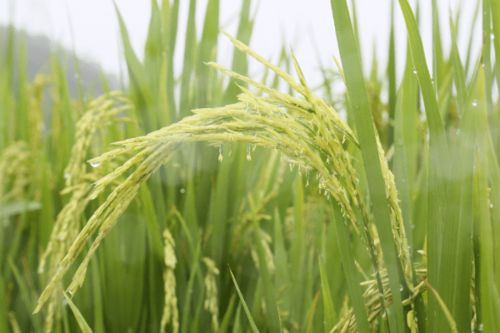 農(nóng)科人員冒雨指導(dǎo)水稻生產(chǎn)，科技力量護(hù)航惠州糧食安全